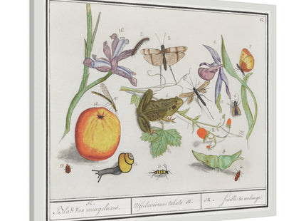Natural History Ensemble, No. 12 by Anselmus Boëtius de Boodt Matte Canvas, Stretched, 0.75"