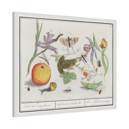 Natural History Ensemble No. 12 – Late Renaissance Illustration by Anselmus Boëtius de Boodt