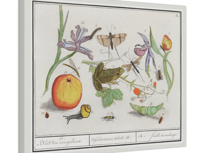 Natural History Ensemble, No. 12 by Anselmus Boëtius de Boodt Matte Canvas, Stretched, 0.75"
