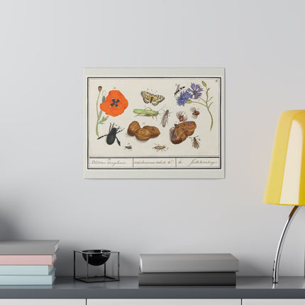Natural History Ensemble No. 11 – Late Renaissance Illustration by Anselmus Boëtius de Boodt