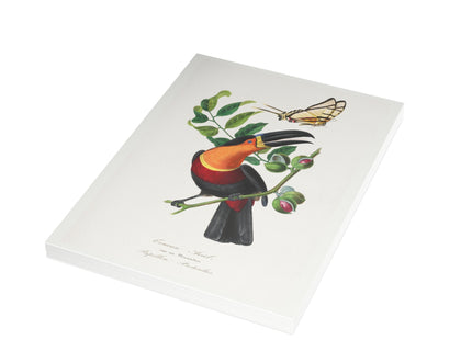 Channel Billed Toucan by Paul Gervais Postcards (envelopes included) - Bundles of 10, 30, 50 Pieces