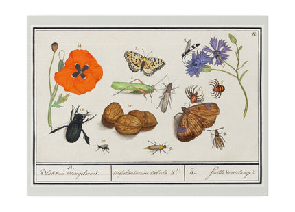 Natural History Ensemble, No. 17 by Anselmus Boëtius de Boodt Matte Canvas, Stretched, 0.75"