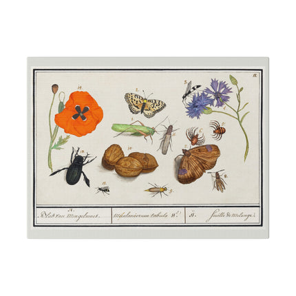 Natural History Ensemble No. 17  – Late Renaissance Illustration by Anselmus Boëtius de Boodt