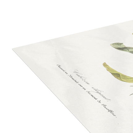 Versicolored Barbet by Paul Gervais Postcards (envelopes included) - Bundles of 10, 30, 50 Pieces
