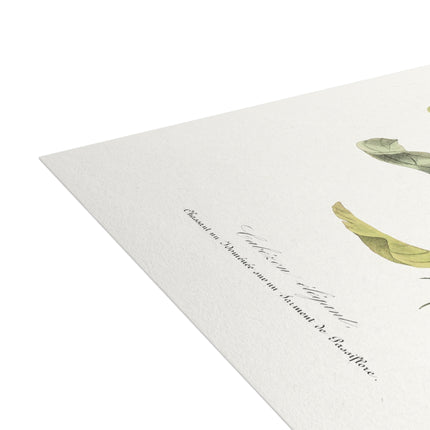 Versicolored Barbet by Paul Gervais Postcards (envelopes included) - Bundles of 10, 30, 50 Pieces