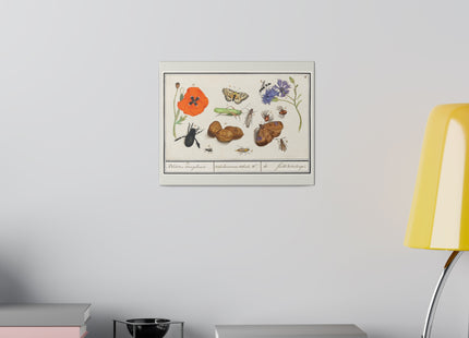 Natural History Ensemble, No. 17 by Anselmus Boëtius de Boodt Matte Canvas, Stretched, 0.75"