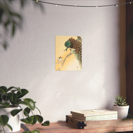 Peacock on a Cherry Blossom Tree by Ohara Koson Fine Art Posters