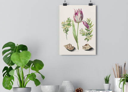 Tulip, Branches of Myrtle, and Shells Giclée Art Print