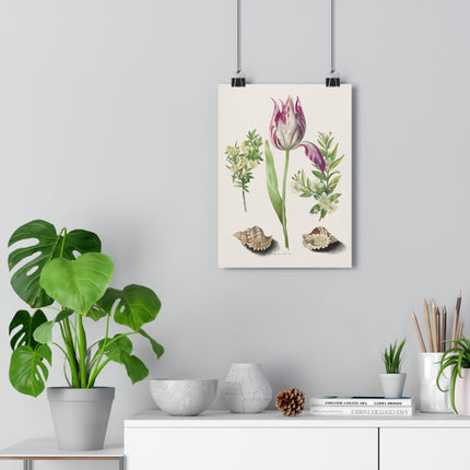Tulip, Branches of Myrtle, and Shells Giclée Art Print