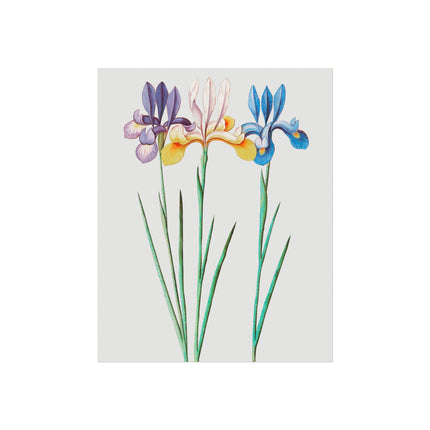 Iris, Iris Sibirica by Anselmus Boëtius de Boodt Fine Art Posters