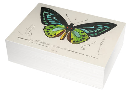 Green Birdwing by Charles Dessalines D' Orbigny Postcards (envelopes included) - Bundles of 10, 30, 50 Pieces