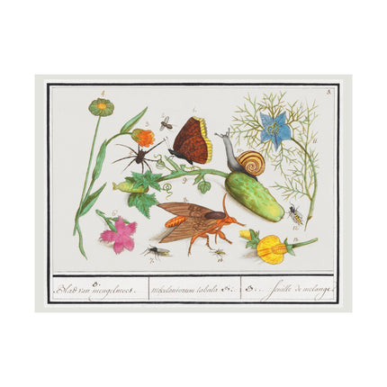 Natural History Ensemble, no. 3 by Anselmus Boëtius de Boodt Matte Horizontal Posters