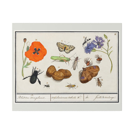 Natural History Ensemble No. 11 – Late Renaissance Illustration by Anselmus Boëtius de Boodt