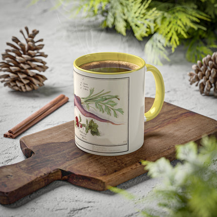 Carrot, Daucus Carota and Red currant, Ribes rubrum by Anselmus Boëtius de Boodt Colorful Mugs, 11oz